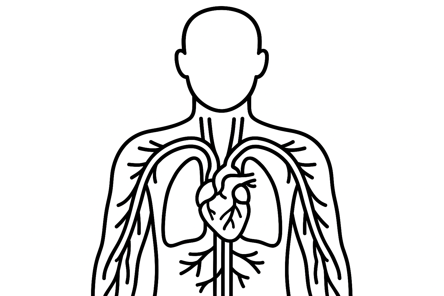 Physiology of Major Body Systems